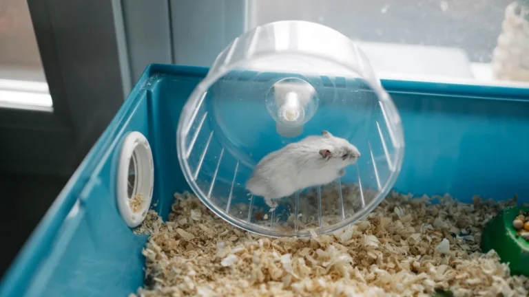innovative-bio-mechanical-engineering-turning-hamster-exercise-into-renewable-electricity-for-mobile-devices