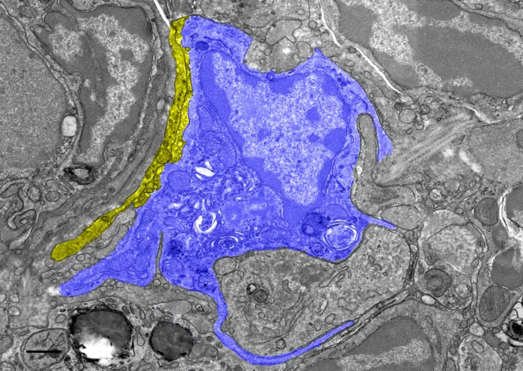 internal-compass-discovered-in-pigeon-liver-macrophages-reveals-new-mechanism-for-avian-magnetoreception