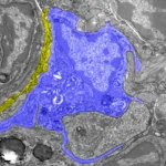internal-compass-discovered-in-pigeon-liver-macrophages-reveals-new-mechanism-for-avian-magnetoreception