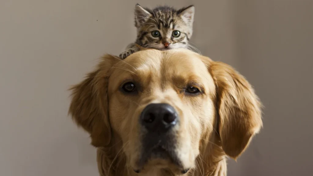 Kitten sitting on dog