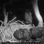 jackie-and-shadow-adapt-to-growing-eaglets-as-sandy-and-luna-near-fledging-milestone-in-big-bear-valley