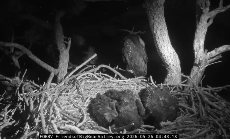 jackie-and-shadow-adapt-to-growing-eaglets-as-sandy-and-luna-near-fledging-milestone-in-big-bear-valley