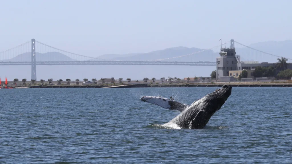 legislation-to-protect-san-francisco-bay-whales-introduced-as-save-willy-act-amid-record-mortality-rates