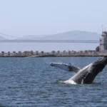 legislation-to-protect-san-francisco-bay-whales-introduced-as-save-willy-act-amid-record-mortality-rates