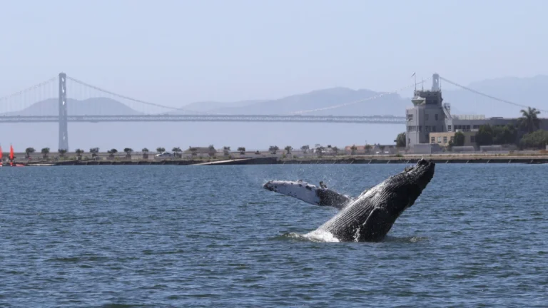 legislation-to-protect-san-francisco-bay-whales-introduced-as-save-willy-act-amid-record-mortality-rates