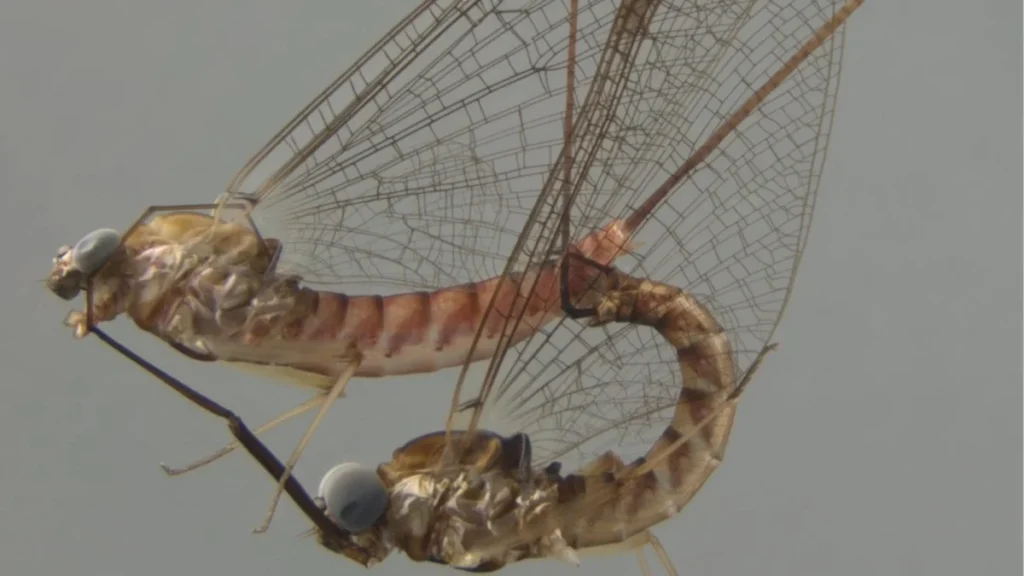 mayflies-have-crazy-acrobatic-sex