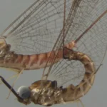 mayflies-have-crazy-acrobatic-sex