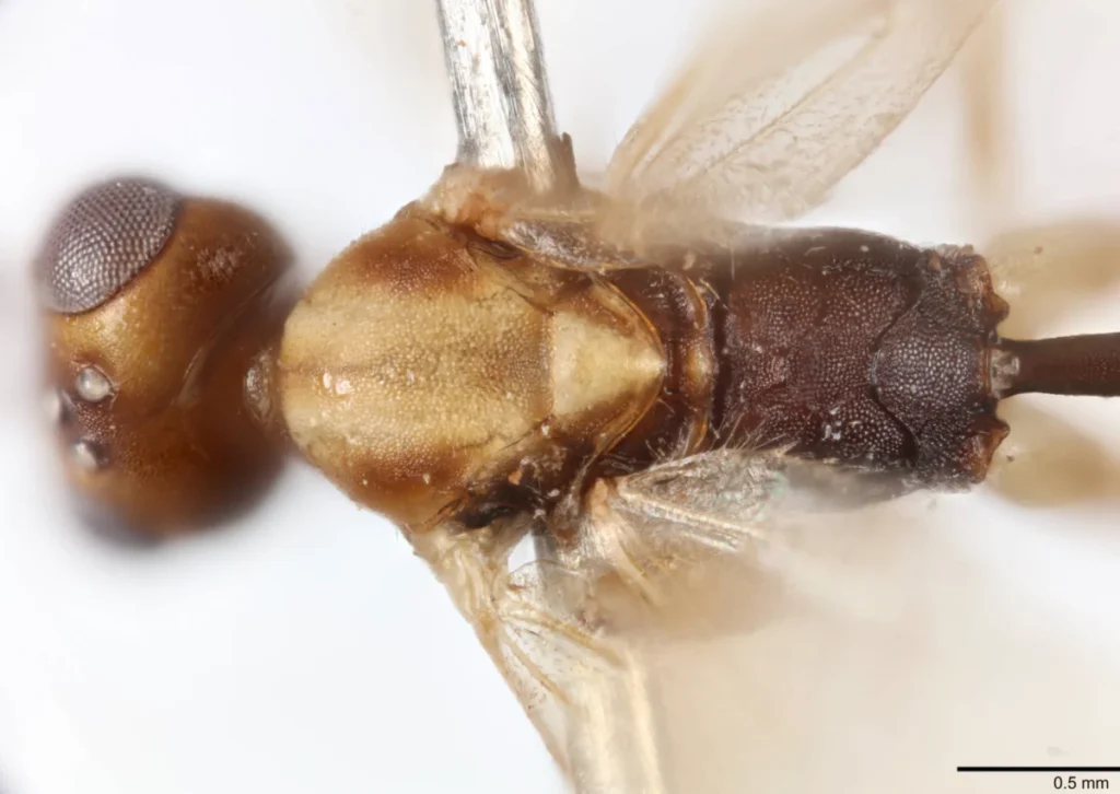 new-parasitic-wasp-genus-named-in-honor-of-sir-david-attenboroughs-100th-birthday