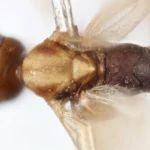 new-parasitic-wasp-genus-named-in-honor-of-sir-david-attenboroughs-100th-birthday
