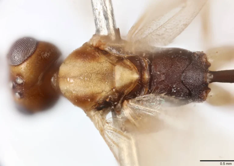 new-parasitic-wasp-genus-named-in-honor-of-sir-david-attenboroughs-100th-birthday