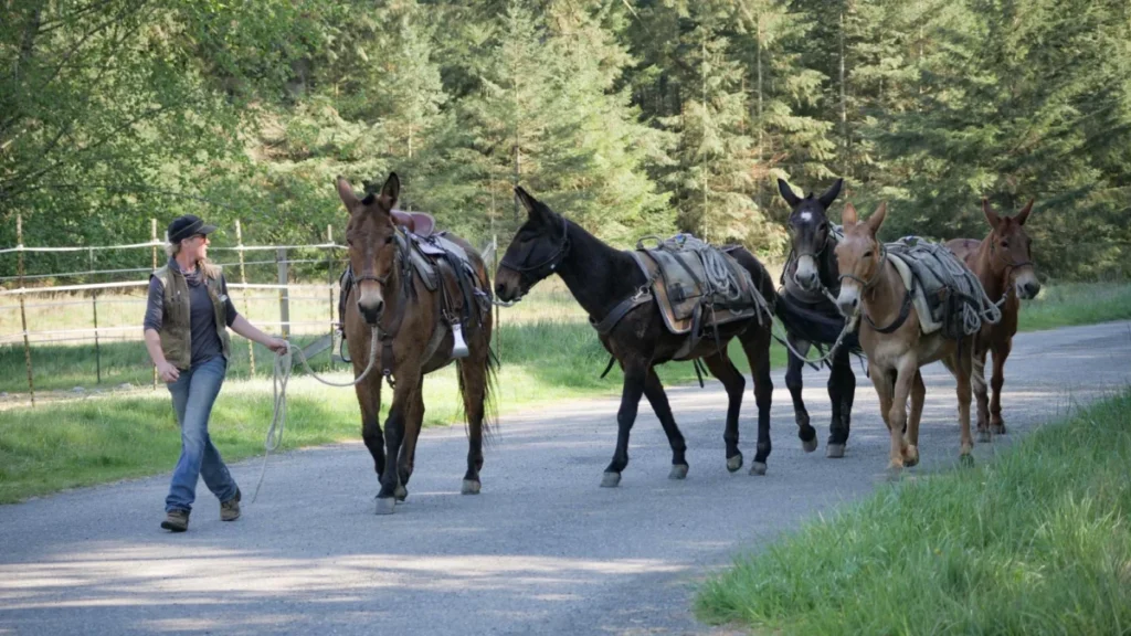 olympic-national-park-welcomes-new-mule-recruits-to-enhance-wilderness-maintenance-and-trail-preservation-operations
