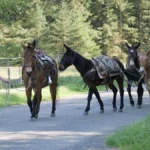 olympic-national-park-welcomes-new-mule-recruits-to-enhance-wilderness-maintenance-and-trail-preservation-operations