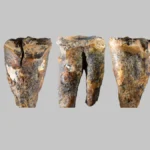 prehistoric-dentistry-reveals-sophisticated-medical-interventions-among-neanderthals-fifty-nine-thousand-years-ago