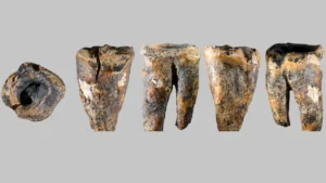 prehistoric-dentistry-reveals-sophisticated-medical-interventions-among-neanderthals-fifty-nine-thousand-years-ago