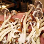 psilocybin-reduces-aggression-and-energy-expenditure-in-mangrove-rivulus-fish-according-to-new-behavioral-neuroscience-study