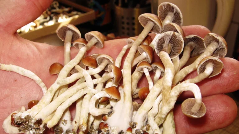 psilocybin-reduces-aggression-and-energy-expenditure-in-mangrove-rivulus-fish-according-to-new-behavioral-neuroscience-study
