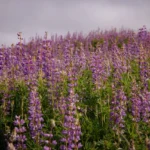 purple-riverbank-lupines-blanket-redwood-national-park-in-rare-floral-superbloom