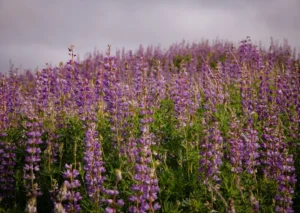 purple-riverbank-lupines-blanket-redwood-national-park-in-rare-floral-superbloom