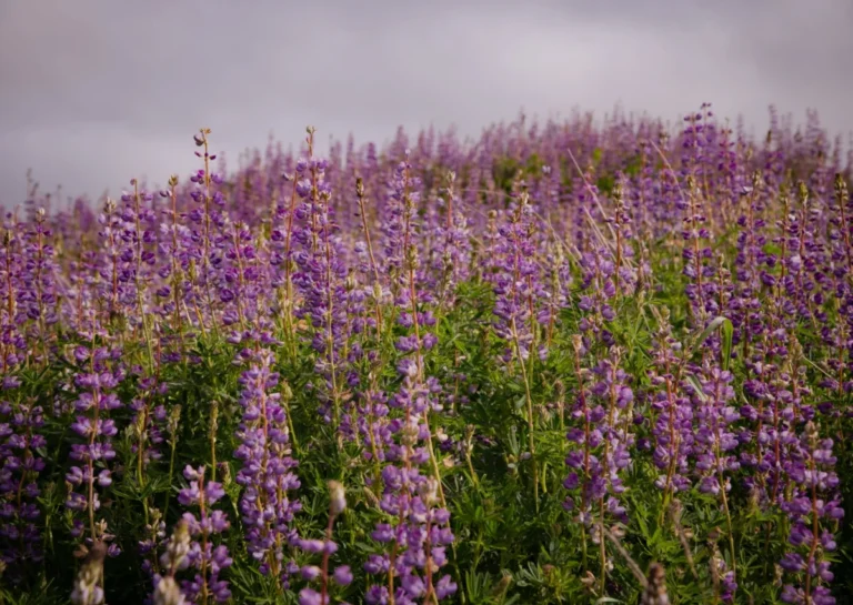 purple-riverbank-lupines-blanket-redwood-national-park-in-rare-floral-superbloom