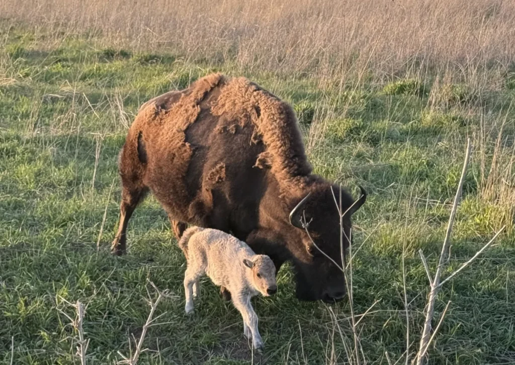 rare-white-bison-calf-born-at-neal-smith-national-wildlife-refuge-marks-historic-milestone-for-iowa-conservation-and-indigenous-culture