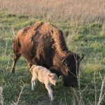 rare-white-bison-calf-born-at-neal-smith-national-wildlife-refuge-marks-historic-milestone-for-iowa-conservation-and-indigenous-culture
