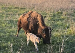 rare-white-bison-calf-born-at-neal-smith-national-wildlife-refuge-marks-historic-milestone-for-iowa-conservation-and-indigenous-culture