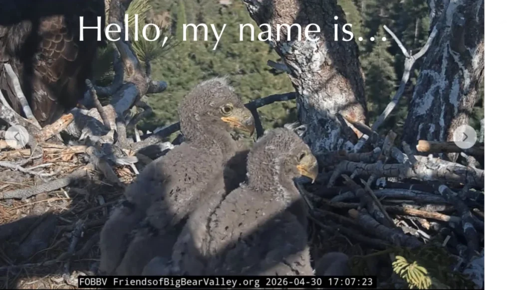 sandy-and-luna-named-as-big-bear-valleys-newest-bald-eagle-residents-following-global-naming-contest