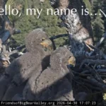 sandy-and-luna-named-as-big-bear-valleys-newest-bald-eagle-residents-following-global-naming-contest