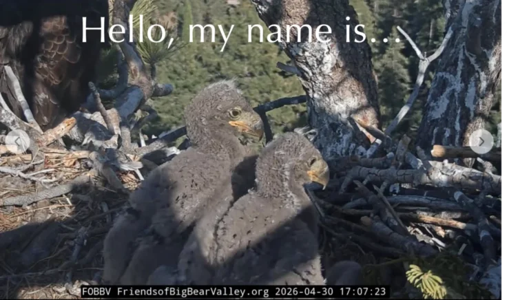 sandy-and-luna-named-as-big-bear-valleys-newest-bald-eagle-residents-following-global-naming-contest