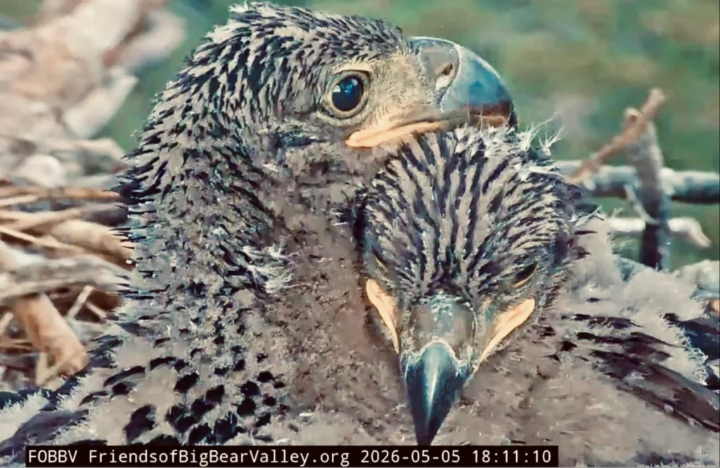 sandy-and-luna-reach-critical-developmental-milestones-as-jackie-and-shadows-2026-eaglets-gain-adult-vision-and-mobility