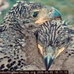 sandy-and-luna-reach-critical-developmental-milestones-as-jackie-and-shadows-2026-eaglets-gain-adult-vision-and-mobility