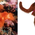 scientific-discovery-and-formal-description-of-solenostomus-snuffleupagus-the-hairy-ghost-pipefish-named-after-sesame-street-icon-mr-snuffleupagus