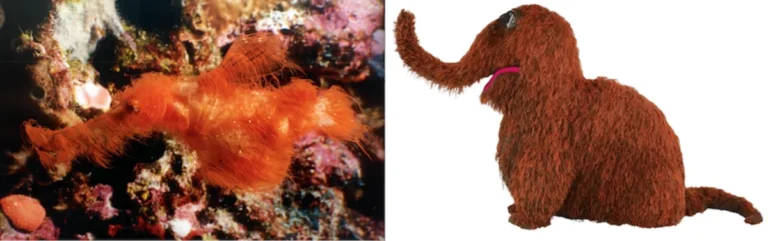 scientific-discovery-and-formal-description-of-solenostomus-snuffleupagus-the-hairy-ghost-pipefish-named-after-sesame-street-icon-mr-snuffleupagus