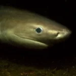 seattle-aquarium-launches-landmark-study-into-the-elusive-ancient-bluntnose-sixgill-sharks-of-puget-sound