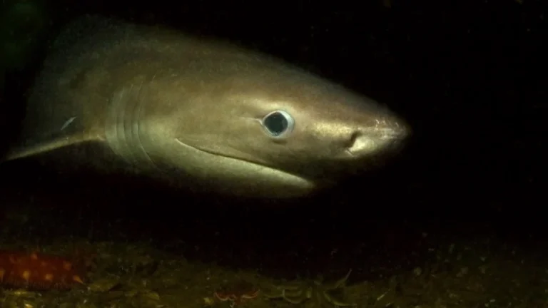 seattle-aquarium-launches-landmark-study-into-the-elusive-ancient-bluntnose-sixgill-sharks-of-puget-sound