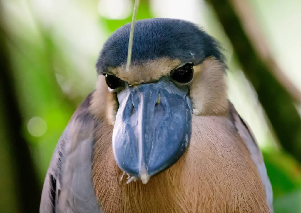 the-enigmatic-boat-billed-heron-a-study-in-specialized-adaptation-and-avian-diversity