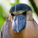 the-enigmatic-boat-billed-heron-a-study-in-specialized-adaptation-and-avian-diversity