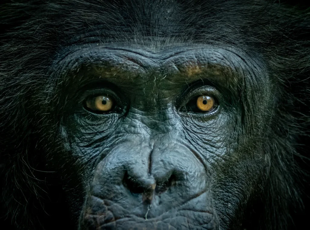 the-evolutionary-significance-and-communicative-function-of-the-human-sclera