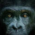 the-evolutionary-significance-and-communicative-function-of-the-human-sclera
