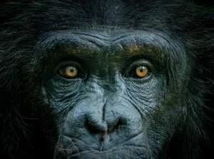 the-evolutionary-significance-and-communicative-function-of-the-human-sclera