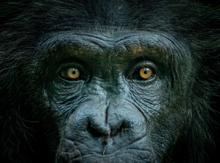 the-evolutionary-significance-and-communicative-function-of-the-human-sclera