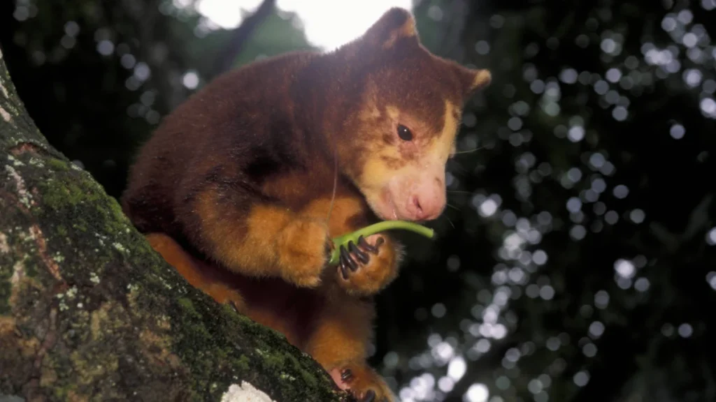 the-international-tree-kangaroo-crunch-a-thon-and-the-global-push-for-arboreal-marsupial-conservation-through-digital-engagement
