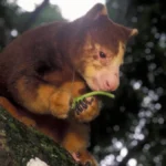 the-international-tree-kangaroo-crunch-a-thon-and-the-global-push-for-arboreal-marsupial-conservation-through-digital-engagement