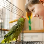the-science-of-avian-speech-why-parrots-and-other-birds-mimic-human-language