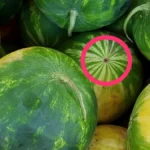 Very big ripe, refreshing watermelons at the market, green and yellow
