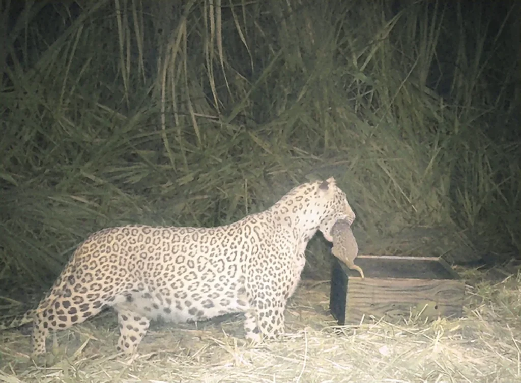 WSOS