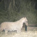 WSOS