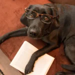 viral-social-media-trends-and-the-science-of-animal-cognition-why-the-dog-wall-test-fails-as-a-measure-of-intelligence