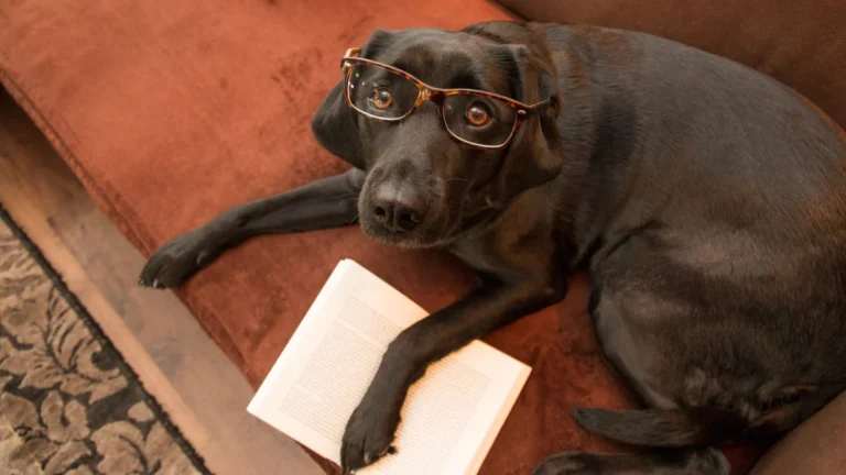 viral-social-media-trends-and-the-science-of-animal-cognition-why-the-dog-wall-test-fails-as-a-measure-of-intelligence