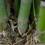 Root,Bamboo,In,Garden.nature,Green.